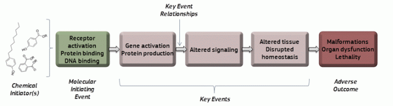 AO Pathways